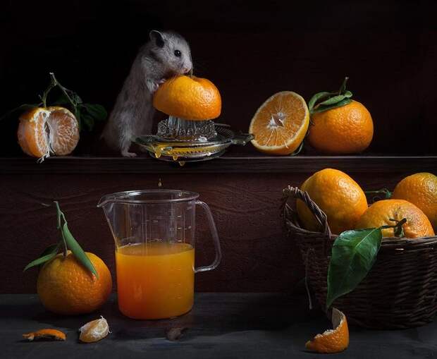 hamsters01 hamsters01 Натюрморты с хомяками