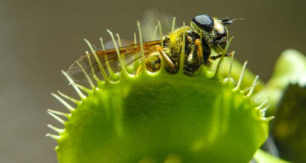 Venus flytrap