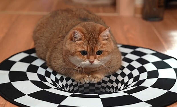 Перед котами поставили оптическую иллюзию и сняли их реакцию на видео