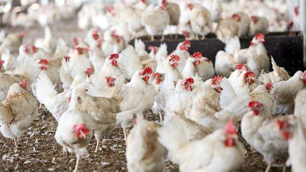 В США сообщили об угрозе распространения птичьего гриппа с животных на людей