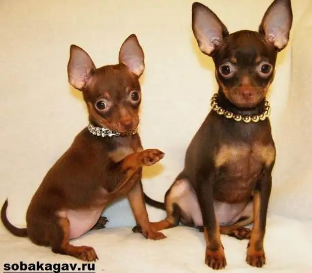 Той терьер собака. Описание, особенности, уход и цена той терьера