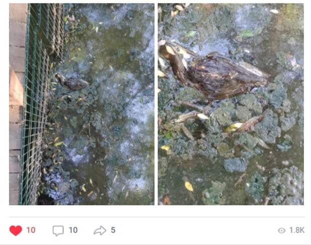 В сквере по Олонецкому проезду погибли утки