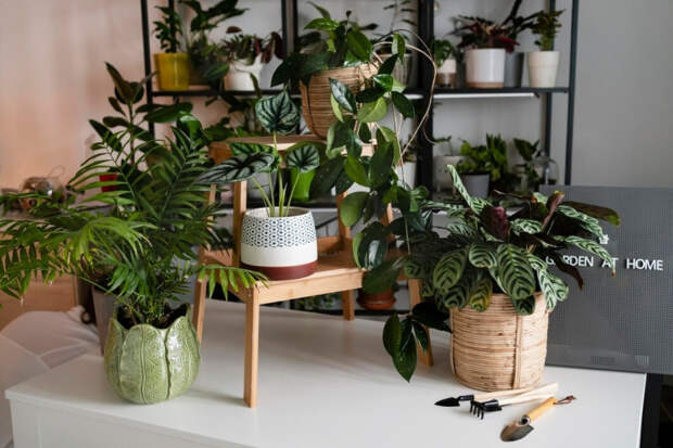 Растения, которые помогут отчистить воздух в помещении