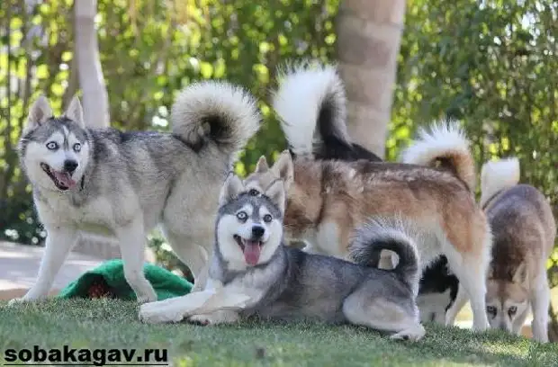 Аляскинский кли кай собака. Описание, особенности, уход и цена аляскинского кли кая