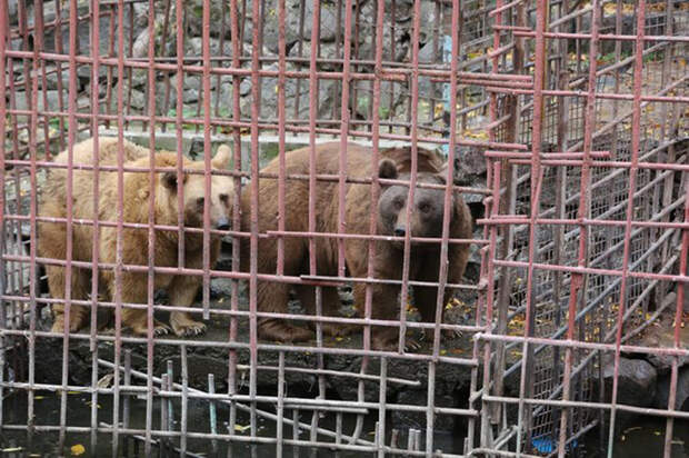 Вольер Миши и Даши был полностью заварен металлическими прутьями.