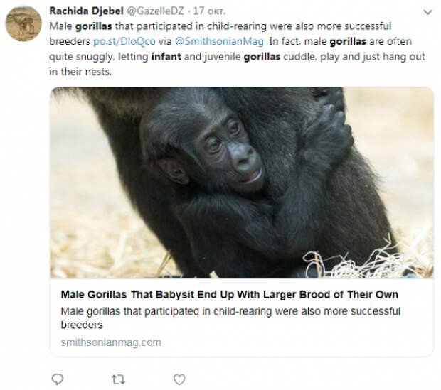 Любовь самцов горилл к детенышам сделала их особо привлекательными в глазах самок