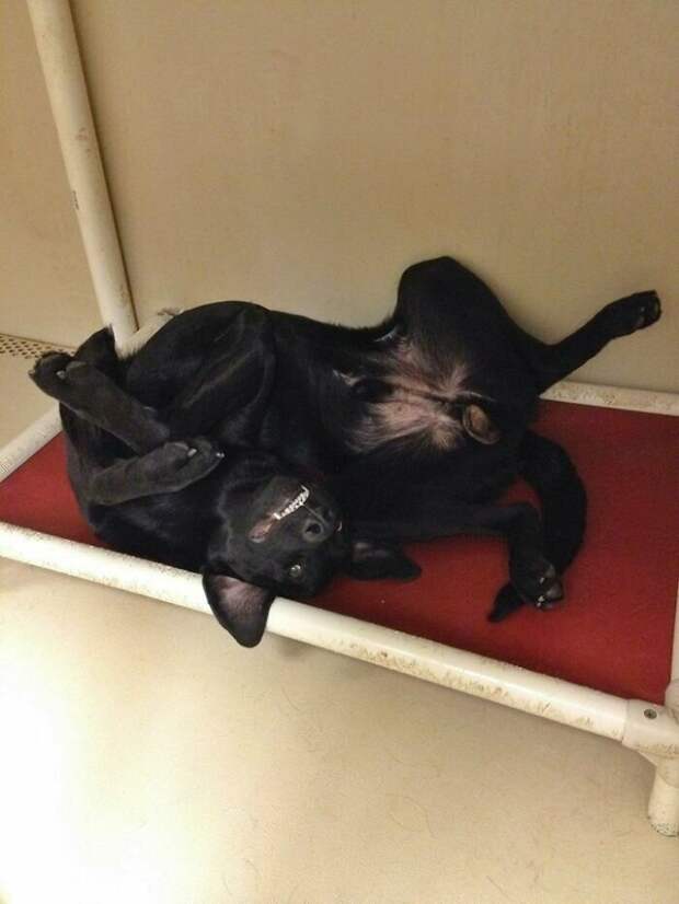 Приютский пес. Забирай меня скорей, увози за сто морей! Приютский пес. Забирай меня скорей, увози за сто морей! бездомные животные, забавные животные, кошки, милота, приют для животных, приют для кошек, собаки, фото животных