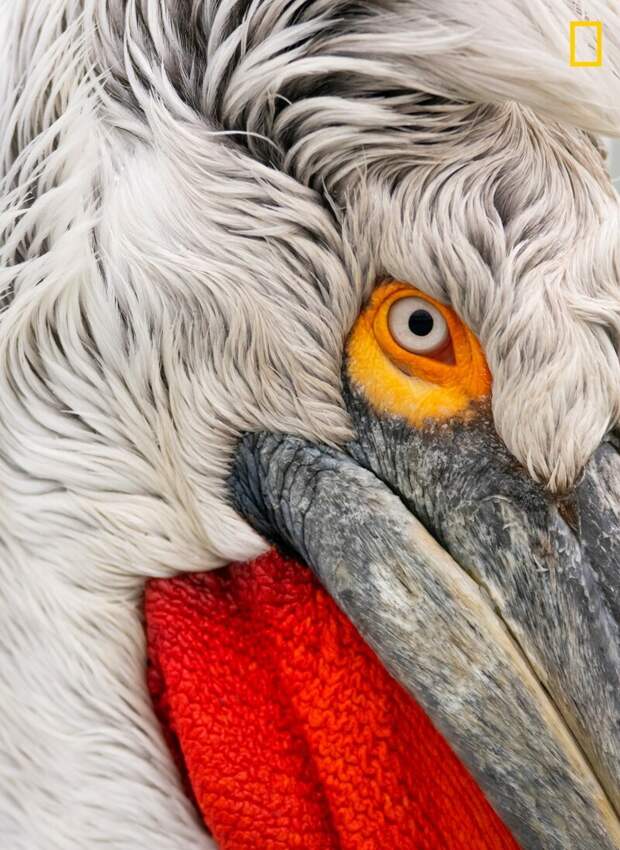Пеликан на озере Керкини, Греция (Фото: Дамилис Мансур) national geographic, животные, конкурс, конкурсант, путешествие, фотография, фотомир