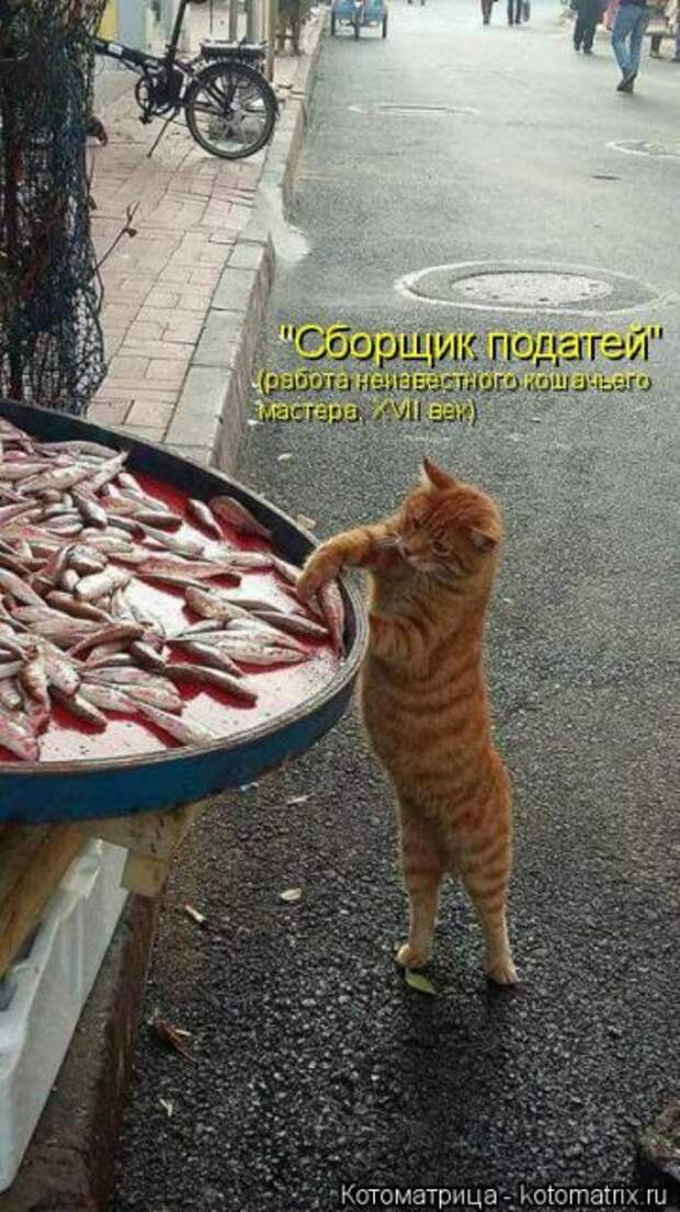 Лучшие котоматрицы недели (50 фото)
