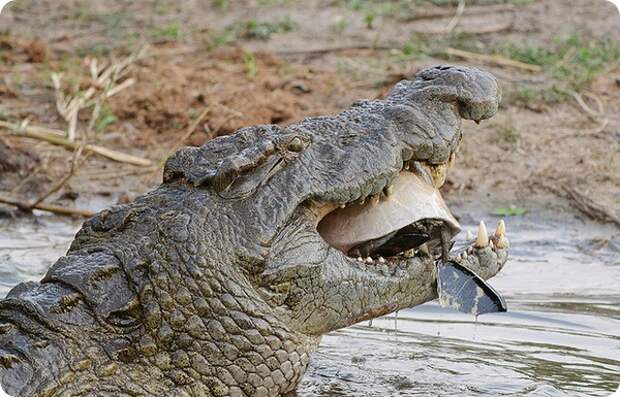 Крокодилы (лат. Crocodilia) 