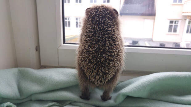 hedgehog