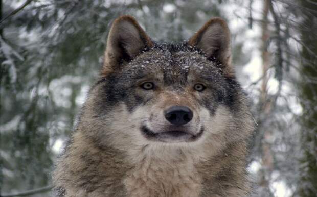 Wolfssegen-610x380