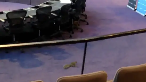 В Лондоне белка посетила заседание экологического комитета