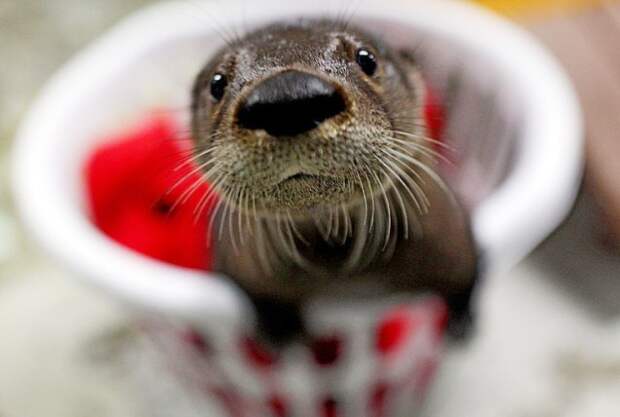 help-name-this-cute-baby-otter-934x