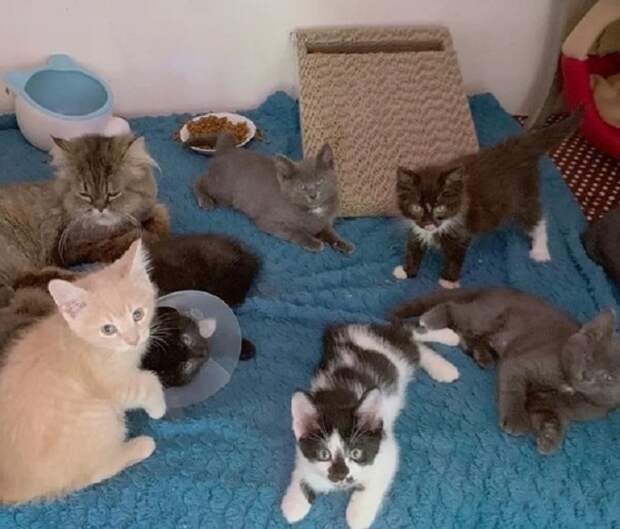 Котят на кровати Много котят
