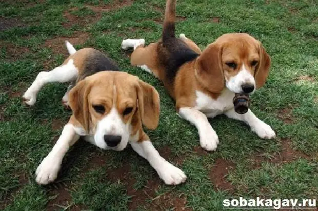 Бигль собака. Описание, особенности, уход и цена бигля