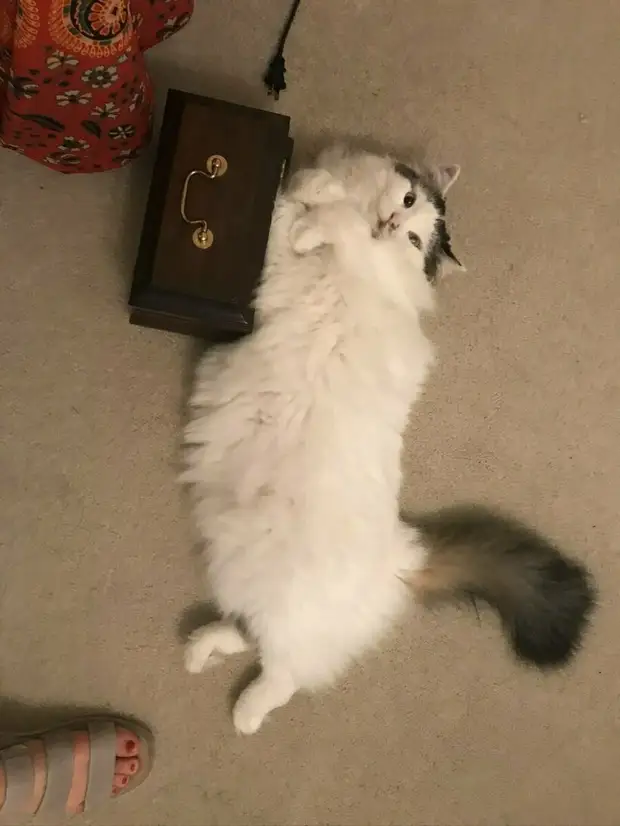 10 людей, которые вначале были против «грязного кота», но потом что-то пошло не так