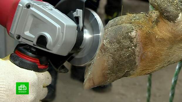 В Ленобласти коров записывают на педикюр