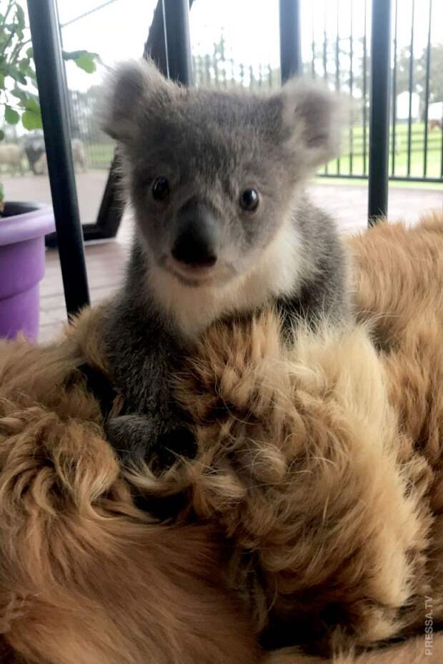 Золотистый ретривер Аша спасла маленькую коалу