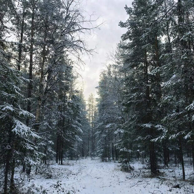 Опубликовано официальное заявление о пропавших в тайге Усольцевых: в дело вмешался глава СК Бастрыкин
