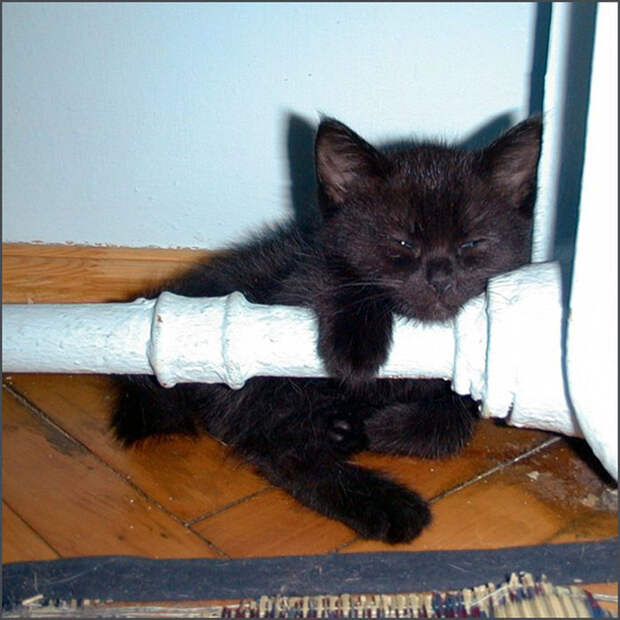 Смешные коты вновь попали в объектив фото камер
