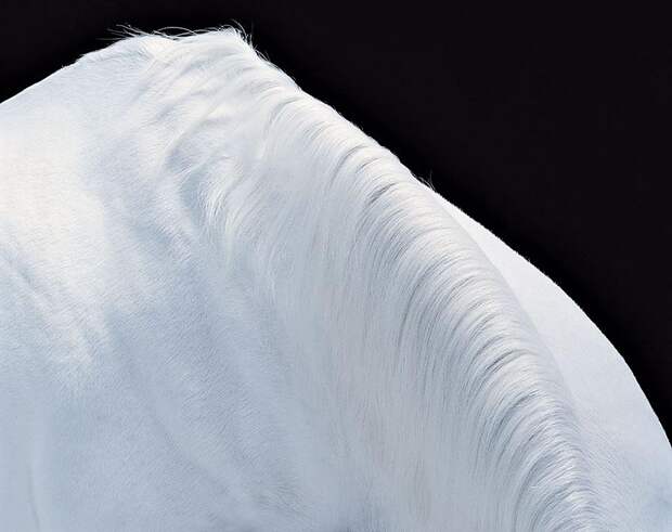 Horsei 33 Грация прекрасных лошадей в фотопроекте Equus