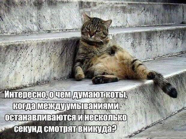 Картинки с надписями картинки, картинки с надписями, надписи, прикол, юмор