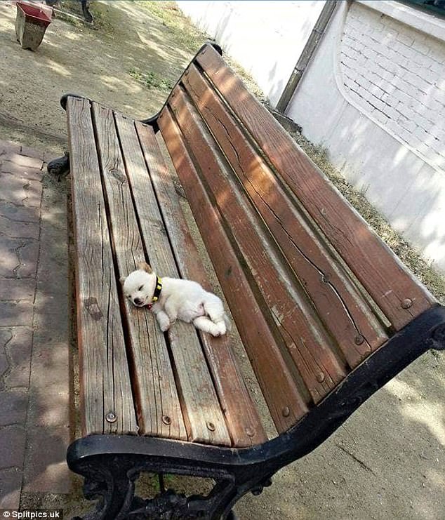 Где устали, там и заснули: милота щенячья!