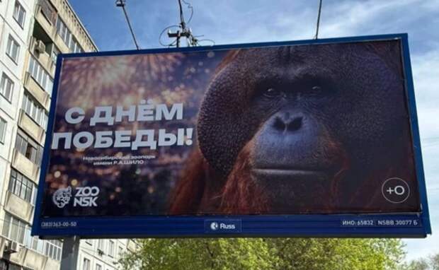 РКН начал проверку баннера с орангутаном ко Дню Победы