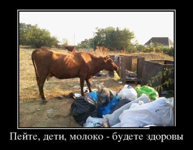 Демотиваторы №1019 (30 фото) Демотиваторы №1019 (30 фото)