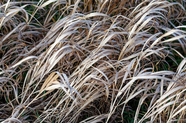 ЧС по переувлажнению в Калининградской области стало 25-м в АПК России в 2025 году