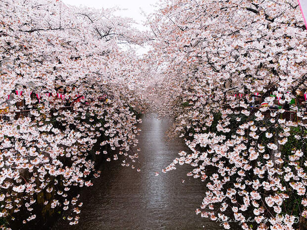 cherry b Самые красивые фотографии цветения сакуры в 2014 м году