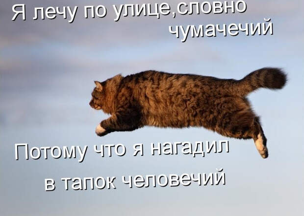 Самые свежие котоматрицы 2013 года (39 фото) Самые свежие котоматрицы 2013 года (39 фото)