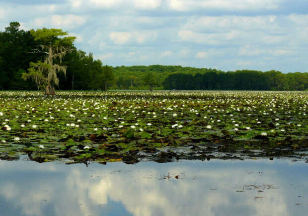 Фантастические кипарисы озера Каддо (Caddo lake), США