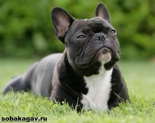 Французский бульдог собака. Описание, особенности, уход и цена французского бульдога