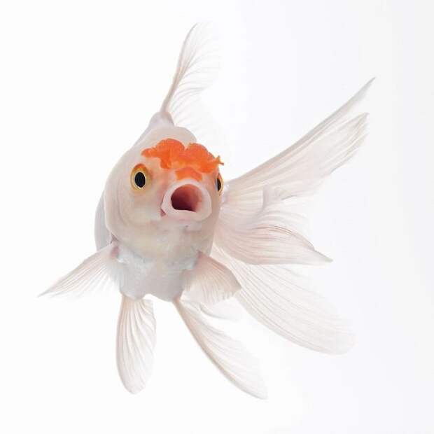 The Elegant And Fantastic Poses Of Aquarium Fish Captured By A Thai Photographer