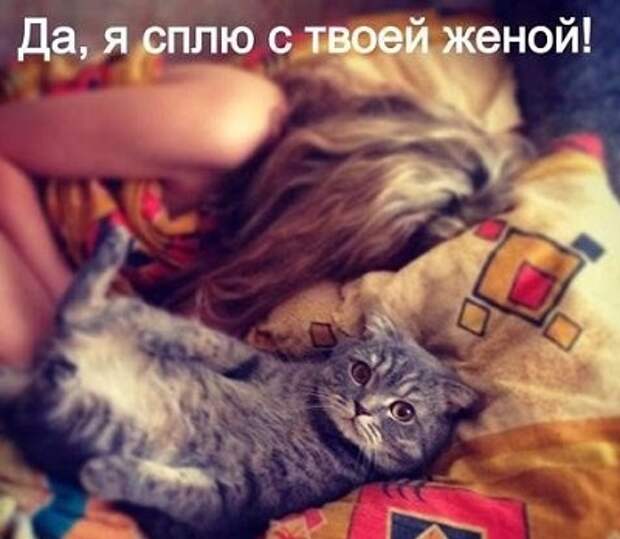 Сравниваем котика и мужа