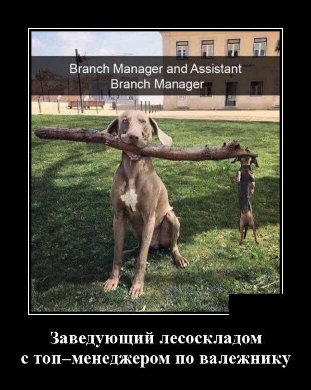 Демотиваторы