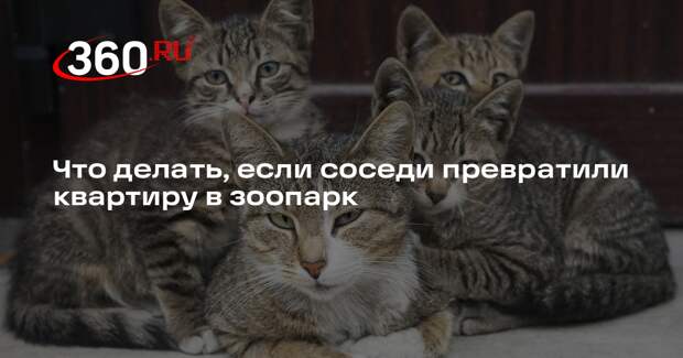 Адвокат Мещеров: из-за антисанитарии в квартире соседей можно выселить через суд