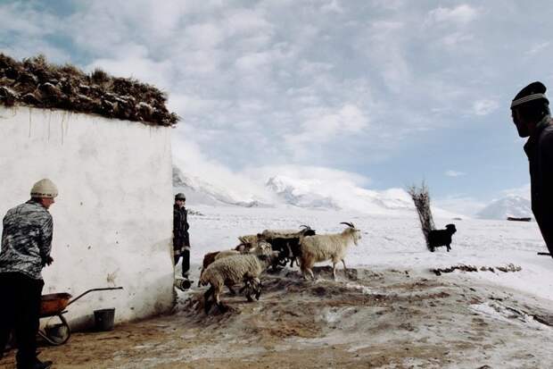 Практически все держат скот - натуральное хозяйство помогает выжить жизнь простых людей, миграция, таджикистан