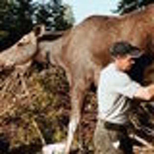 It takes quiet and calm to milk a moose.