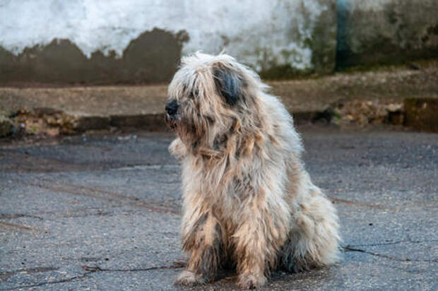 Не отпускайте на самовыгул: в Краснодаре начался отлов бездомных животных