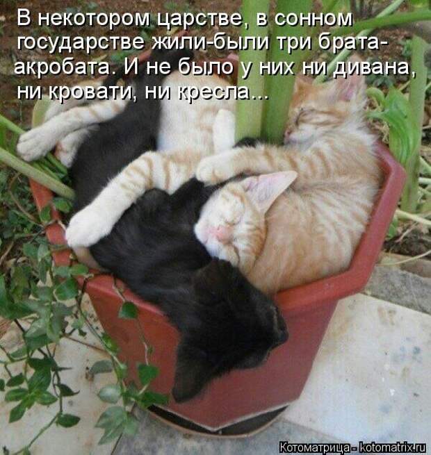 Лучшие котоматрицы недели (50 фото)