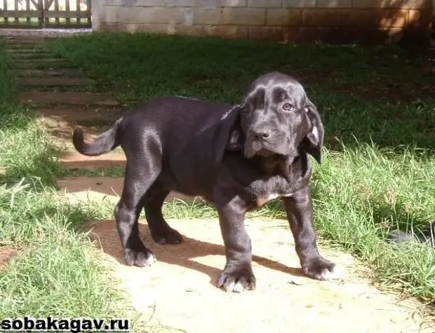 Фила бразилейро собака. Описание, особенности, уход и цена породы