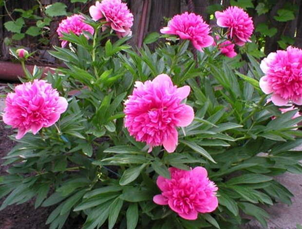 21 (599x455, 101Kb)
