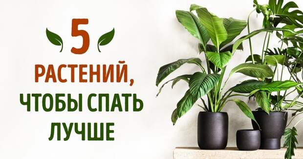 5 растений, которые помогут лучше спать