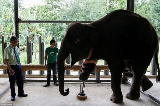 Слонихе Моше сделали девятый уникальный протез ноги животные, нога, протез, слон