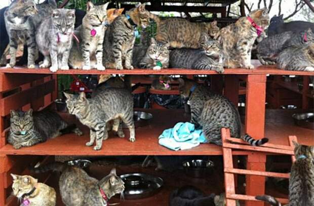 В кошачьем заповеднике на Гавайях можно погладить до 500 котиков