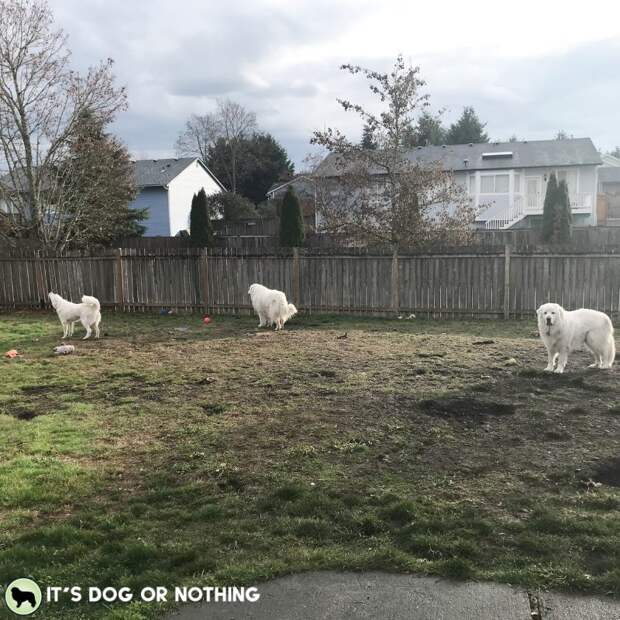 Are you looking to get a gym membership to reach your goals in the new year? If you have a Great Pyrenees, you can skip the membership—here's how.