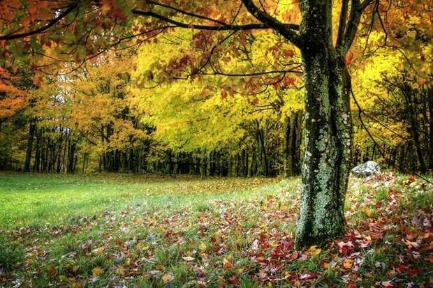 0_7bcf1_ca97f491_XL (700x466, 359Kb)